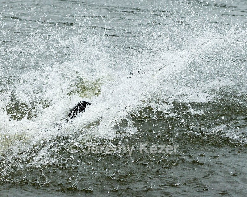 Splash