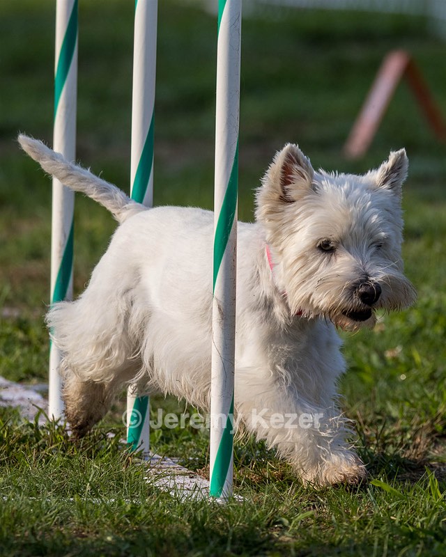 Cricket Turco-Levin