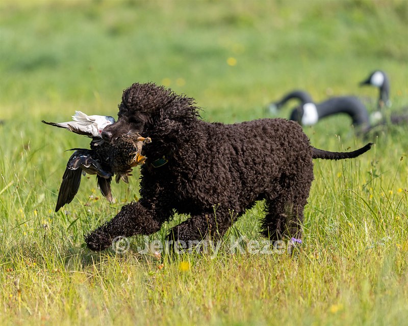 Ghillie Kezer