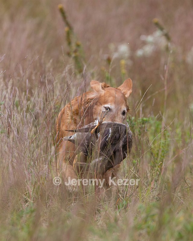 Taz