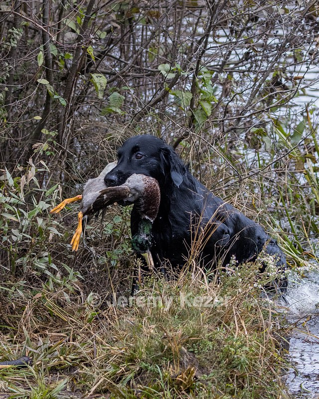 Gunner McCluer