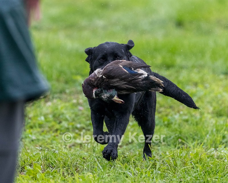 Blue Swift