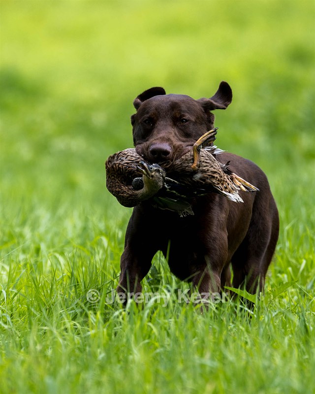 Moose Molle