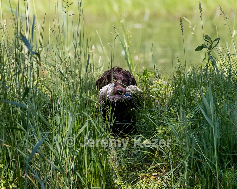 BEAR Krackow