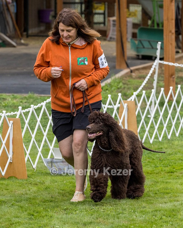 2304 - GCH CH BREKKON'S FIRST MARK BN RN CGC TKN (Hunny)