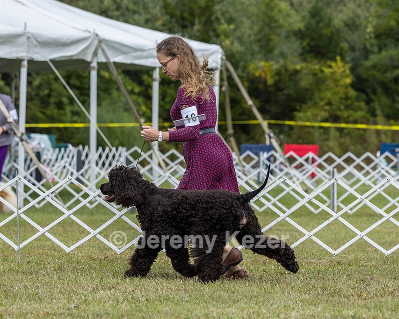 10 - CHANTICO WILD FLOWERS BLOOMING WITH NAVARONE BCAT (Violet)