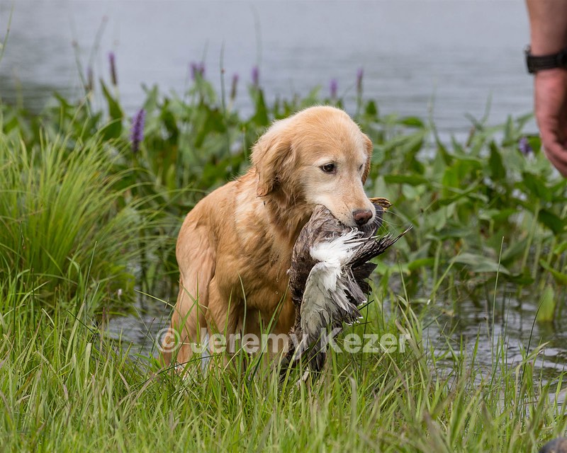 Charm Schapp