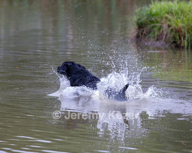 Piper