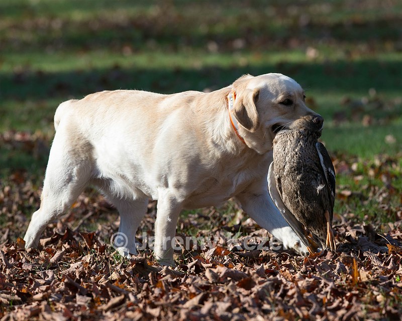Deedee