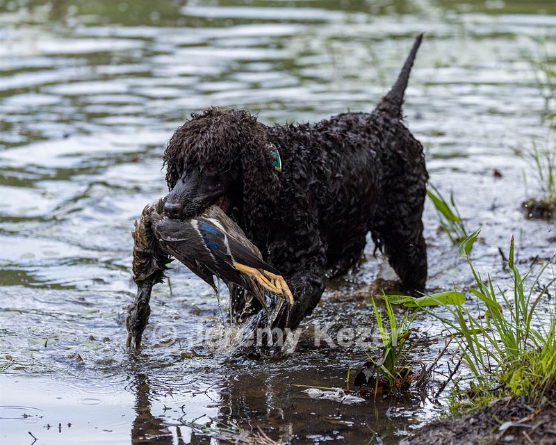 Ghillie Kezer