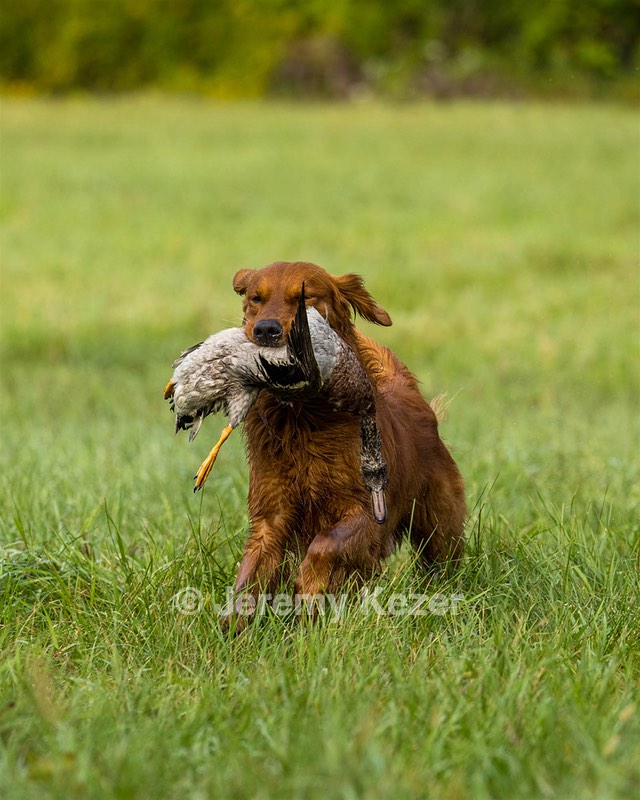 Singe Bove