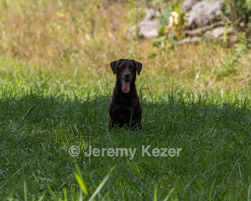 Hershey Mizak