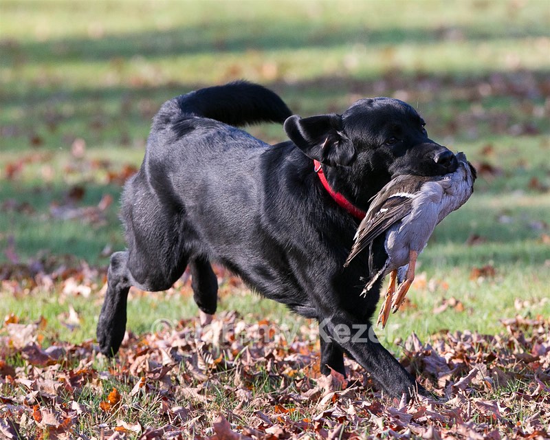 Caper