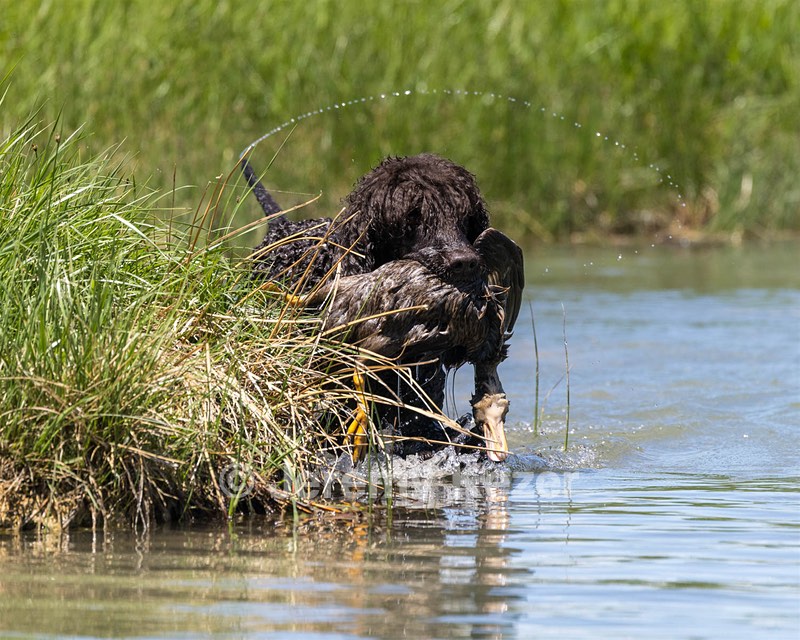 Ghillie