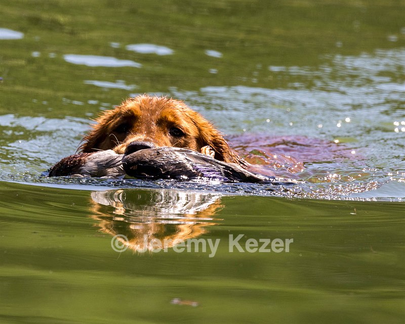 Clio Tinker
