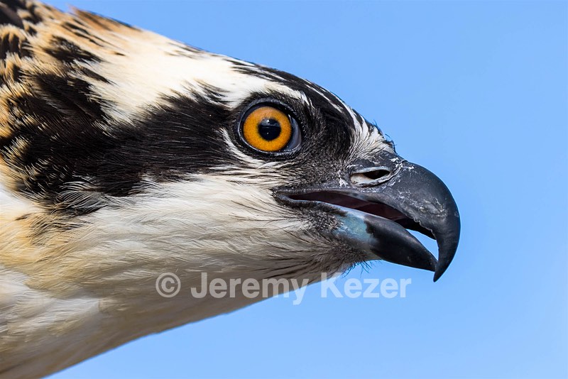 Osprey