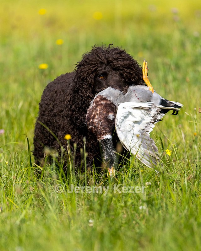Ghillie Kezer