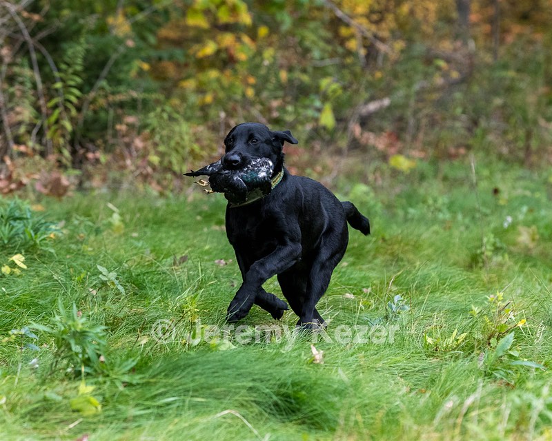 Watson