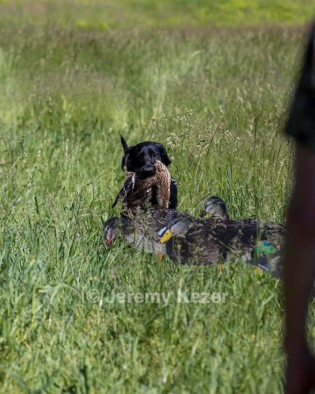 BEAR Krackow