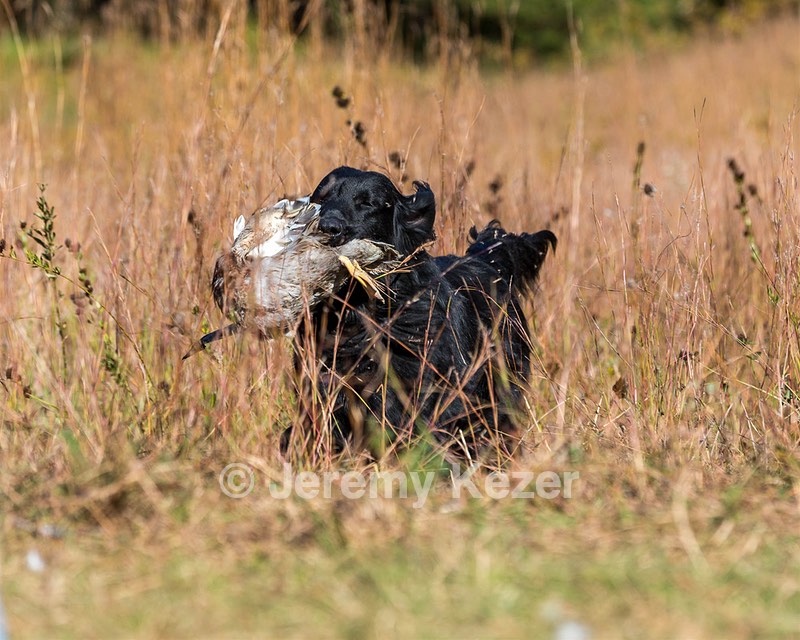 Ruger Bodine