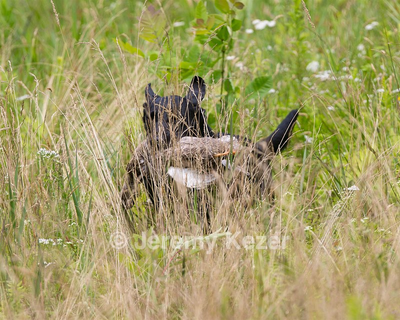 Cadence Jones
