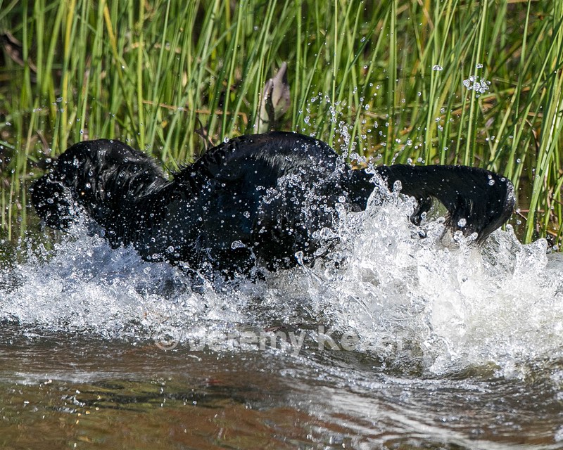 Splash