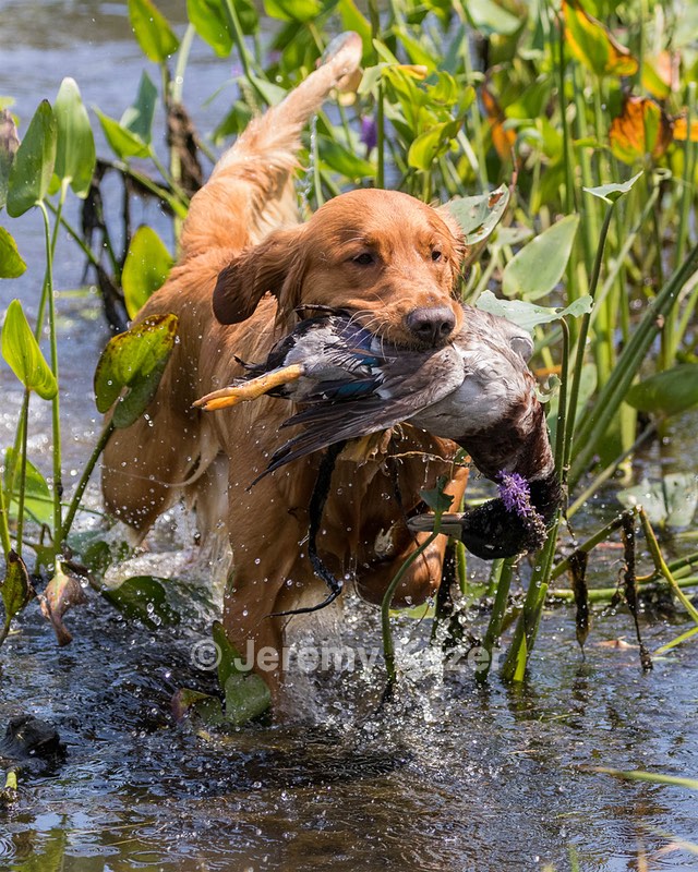 Camo Smollin