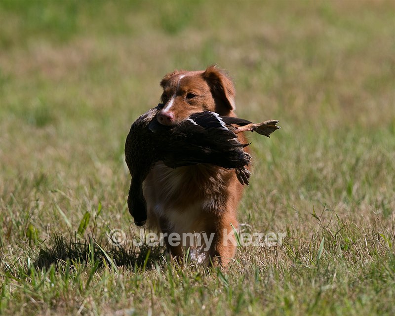 Breeze Tucker