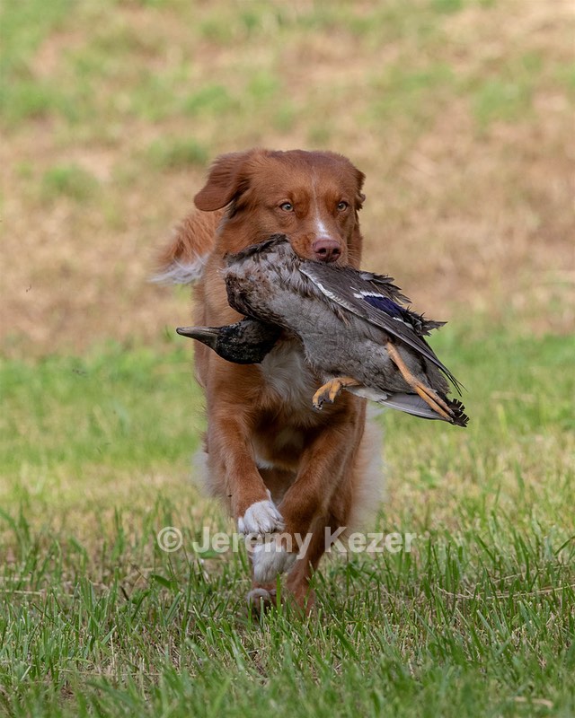 Ganser Baillargeon