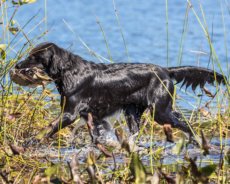 Ruger Bodine