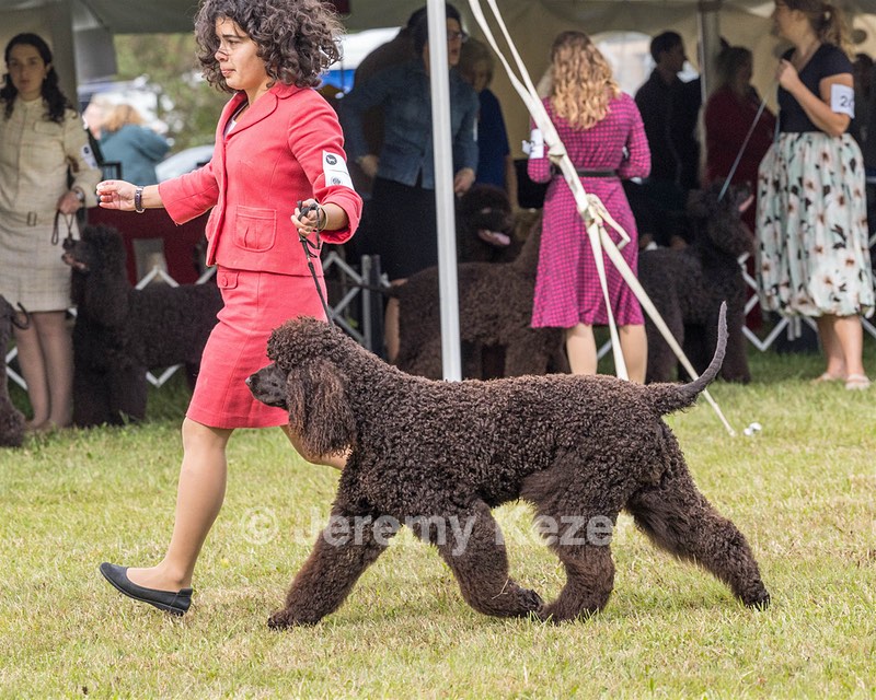 09 - GCH CH POOLE'S IDE DARK KNIGHT RN CGC TKN ATT (Oscar)