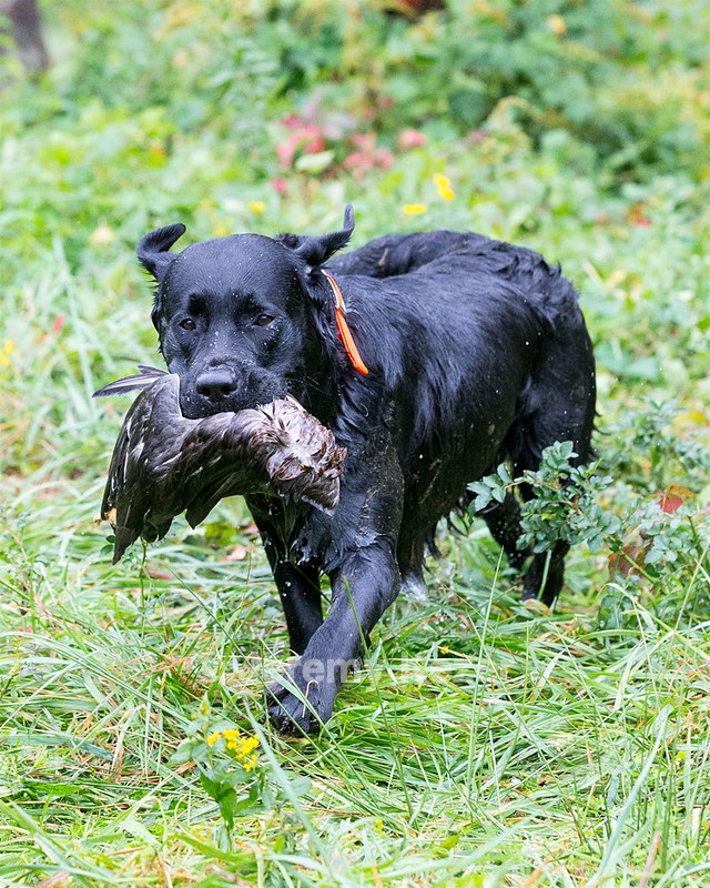 Pippa Huntley