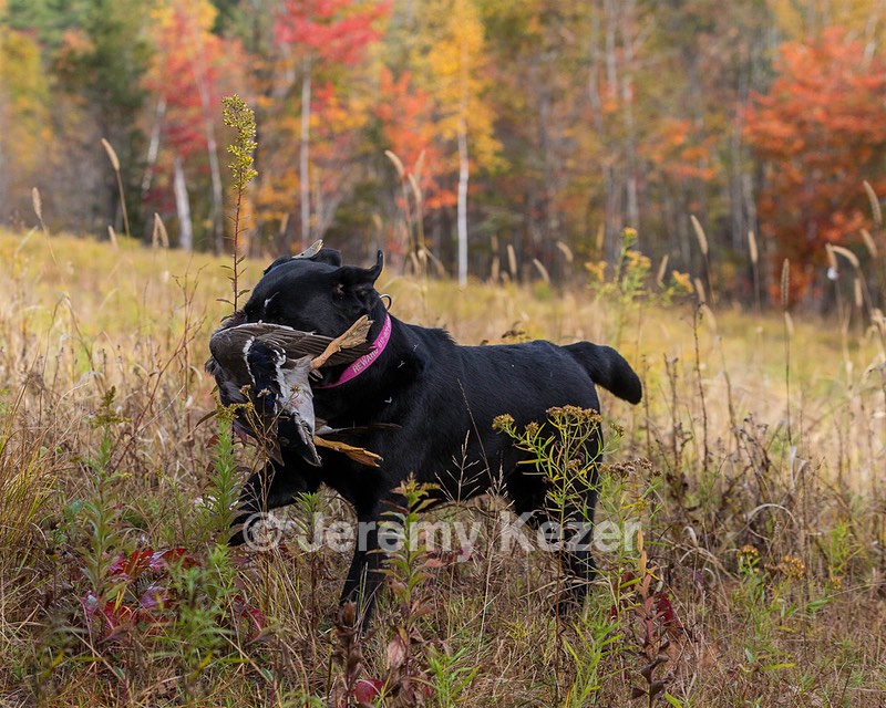 Shoreline's Dancing Girl (Sadie)