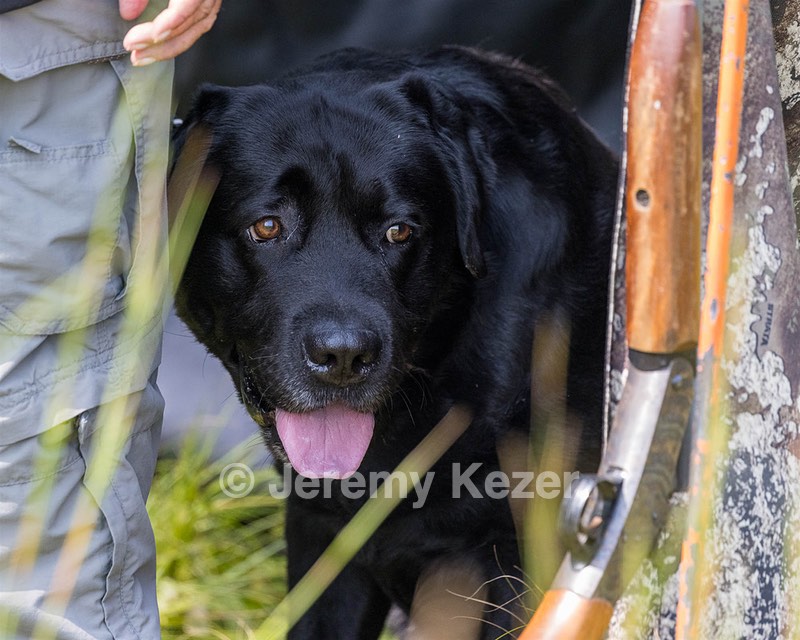Murphy