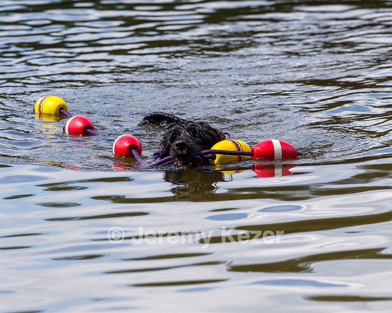 Gillie