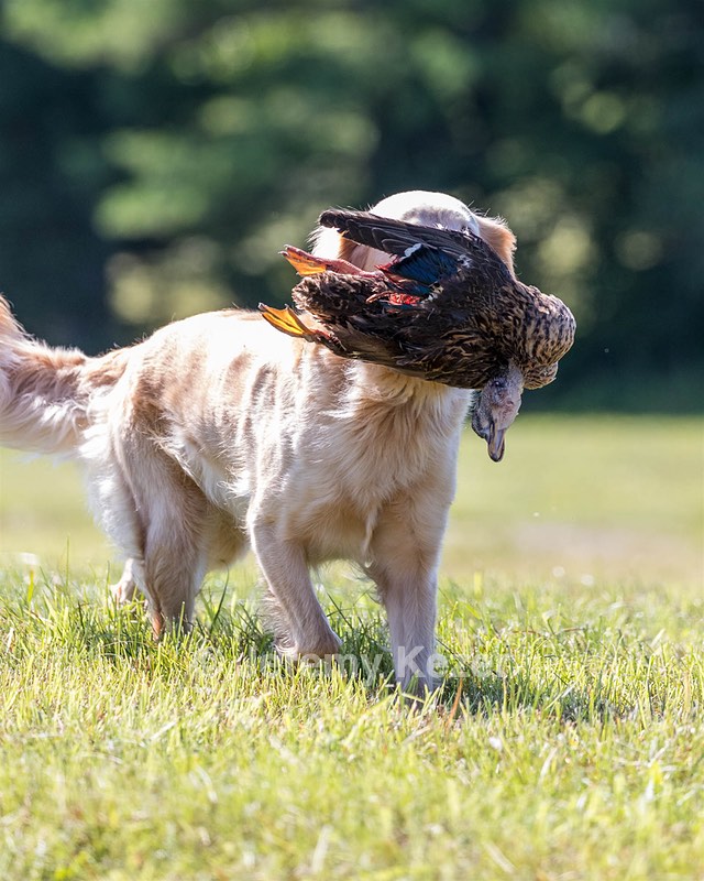 Whisp Mulholland