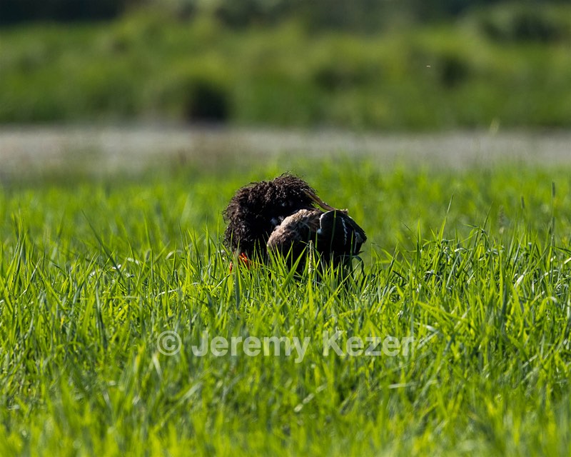 Ghillie Kezer