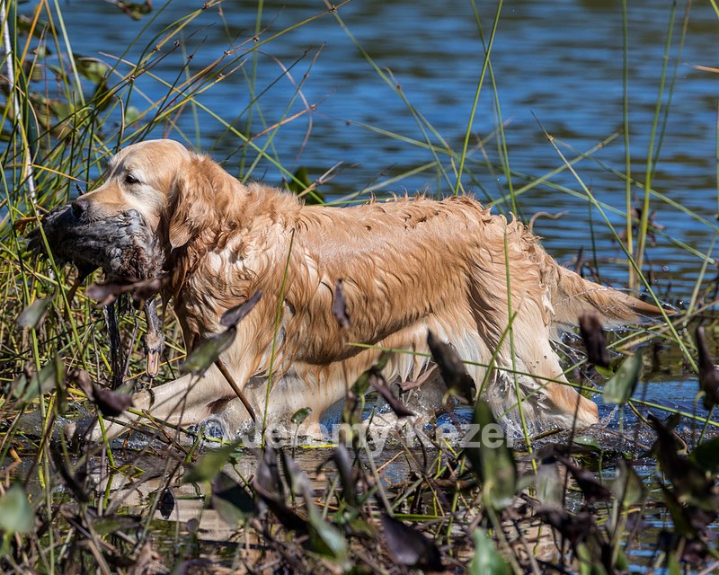 Ghillie Deresienska