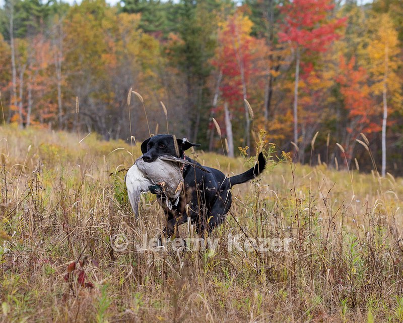 Iowa Pointing Labs Messinger's Kel (Kel)