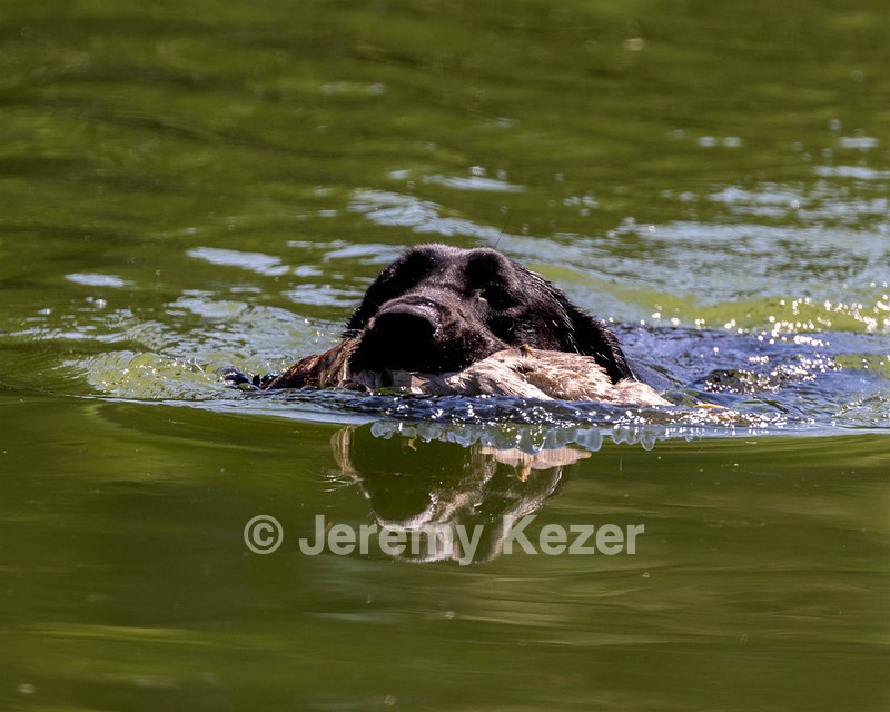 Otter Marro