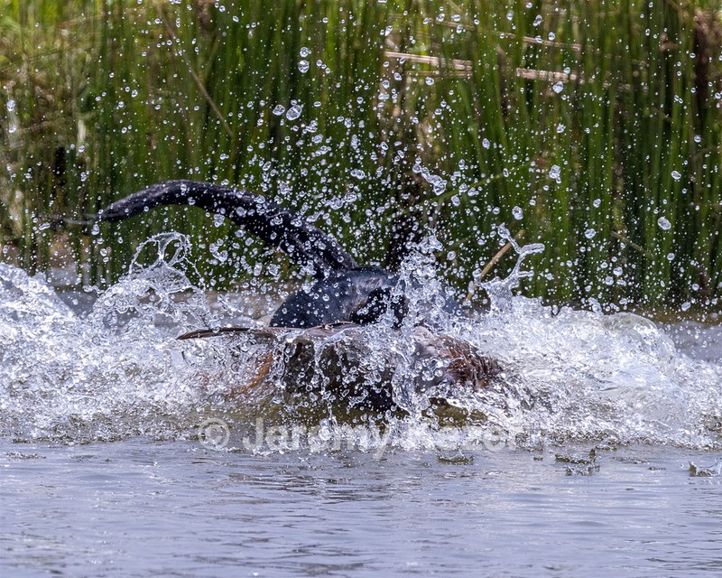 Zeppelin Lassalle