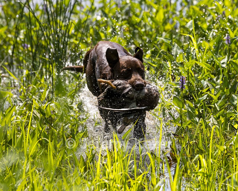 Moose Molle