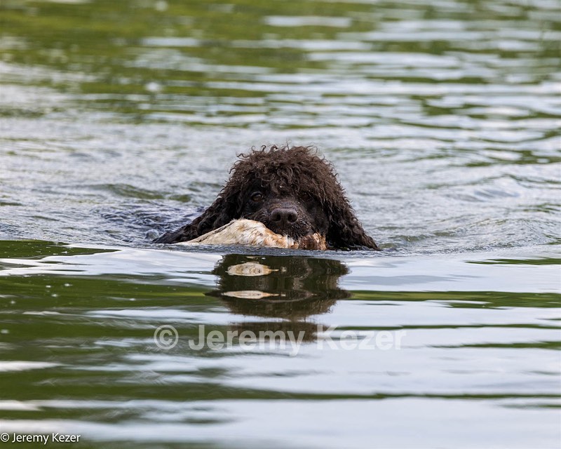 Ghillie
