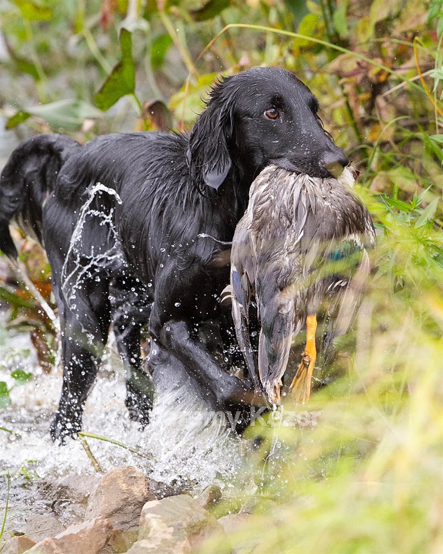 Derby