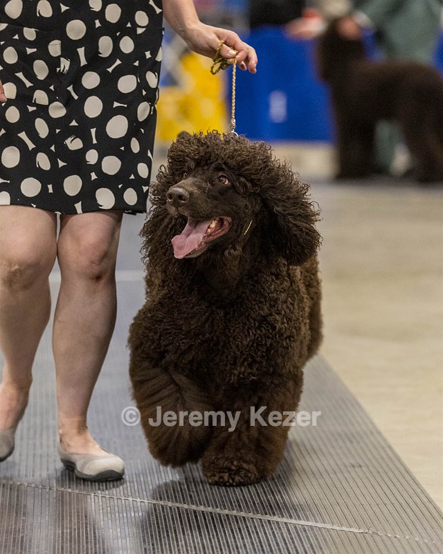 355 - GCH Ildanoch's Party Rock Anthem