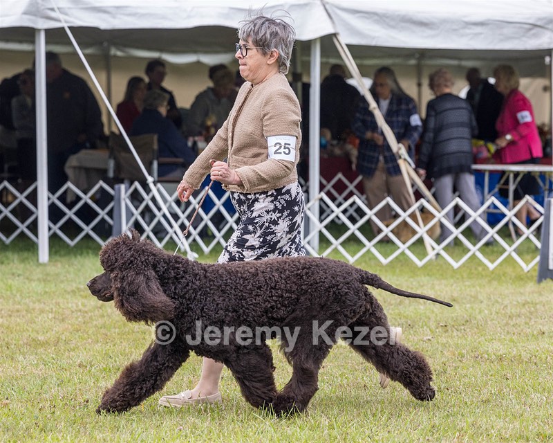 25 - GCH CH POOLE'S IDE RIPTIDE OHS RI DS CGC (Rip)