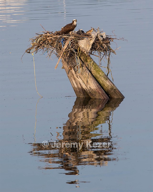Osprey Nest, Portland, Maine