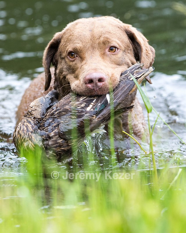 Hunter Law