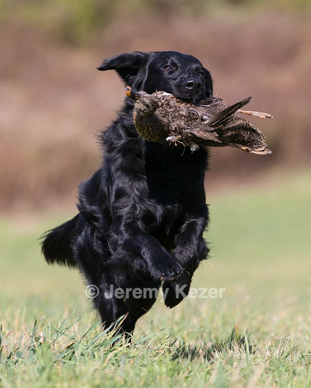Gunner