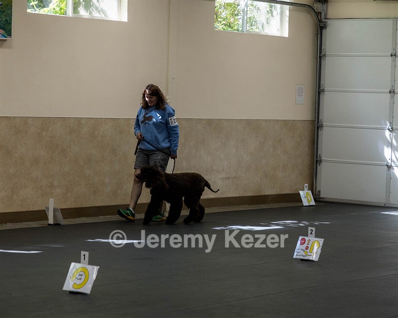 2304 - GCH CH BREKKON'S FIRST MARK BN RN CGC TKN (Hunny)